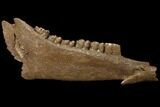 Fossil Horse (Equus) Jaw - River Meuse, Germany #111862-1